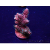 WYSIWYG Acropora millepora 15I1 Mariculture acclimaté led