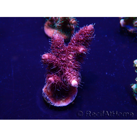 WYSIWYG Acropora 15I2 Mariculture acclimaté led