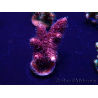 WYSIWYG Acropora 15I2 Mariculture acclimaté led