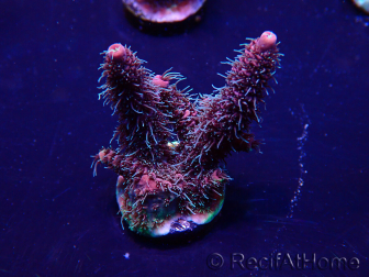 WYSIWYG Acropora 15I4 Mariculture acclimaté led