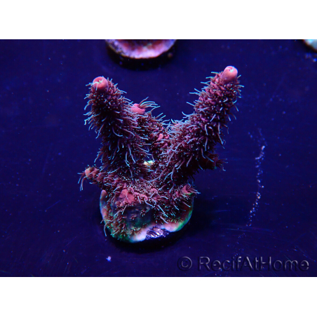 WYSIWYG Acropora 15I4 Mariculture acclimaté led