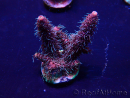 WYSIWYG Acropora Marikultur akklimatisiert LED
