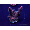 WYSIWYG Acropora 15I4 Mariculture acclimaté led