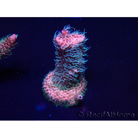 WYSIWYG Acropora millepora 15I5 Mariculture acclimaté led