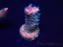 WYSIWYG Acropora millepora Mariculture acclimaté led