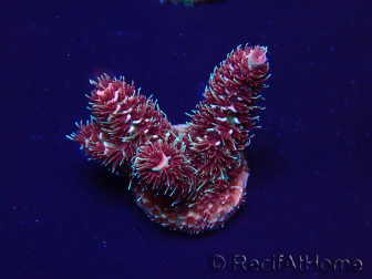 WYSIWYG Acropora Marikultur akklimatisiert LED