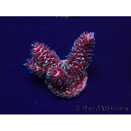 WYSIWYG Acropora 15I7 Maricultura aclimatada led