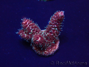 WYSIWYG Acropora 15I7 Maricultura acclimatata a led