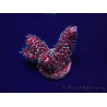 WYSIWYG Acropora 15I7 Maricultura aclimatada led