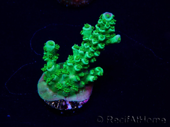 WYSIWYG Acropora Maricultuur geacclimatiseerd LED