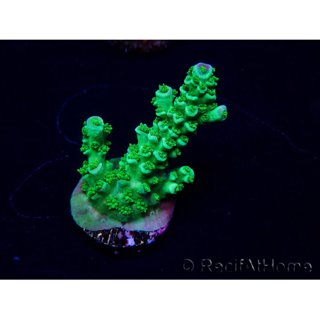 WYSIWYG Acropora tenuis 15I11 Mariculture acclimaté led