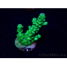 WYSIWYG Acropora Maricultura aclimatada LED