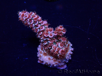 WYSIWYG Acropora Maricoltura acclimatata a LED