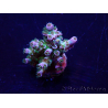 WYSIWYG Acropora Mariculture acclimaté led