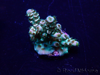 WYSIWYG Acropora Mariculture acclimaté led