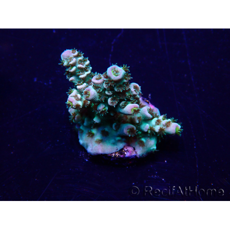 WYSIWYG Acropora 15J2 Mariculture acclimaté led