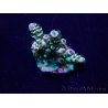 WYSIWYG Acropora 15J2 Mariculture acclimaté led