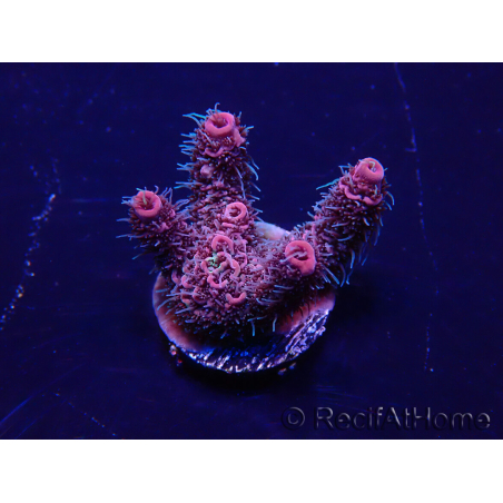 WYSIWYG Acropora Marikultur akklimatisiert LED