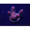WYSIWYG Acropora 15J5 Mariculture acclimaté led