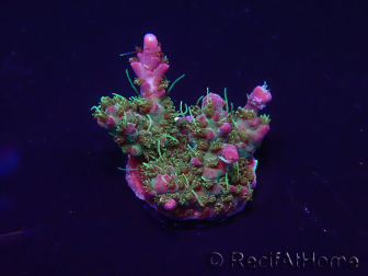 WYSIWYG Acropora Maricoltura acclimatata a LED