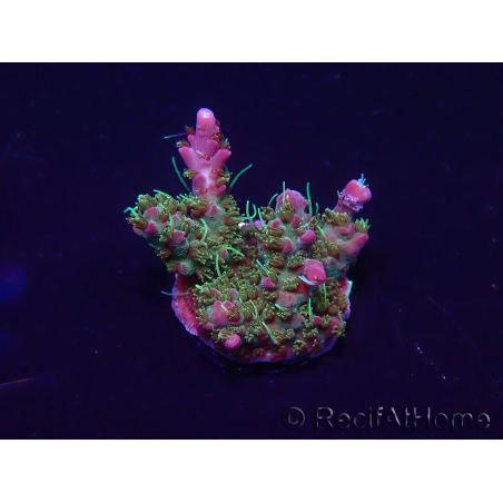 WYSIWYG Acropora Maricultura aclimatado LED