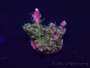 WYSIWYG Acropora Maricoltura acclimatata a LED