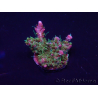 WYSIWYG Acropora Maricultura aclimatado LED