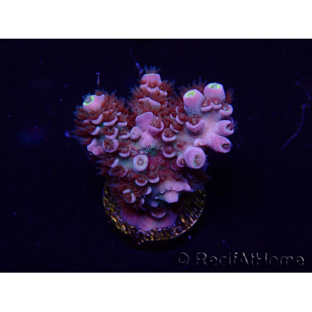 WYSIWYG Acropora tenuis 15K2 Mariculture acclimaté led