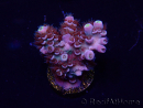 WYSIWYG Acropora tenuis Maricoltura acclimatata led