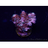 WYSIWYG Acropora tenuis Mariculture acclimated LED