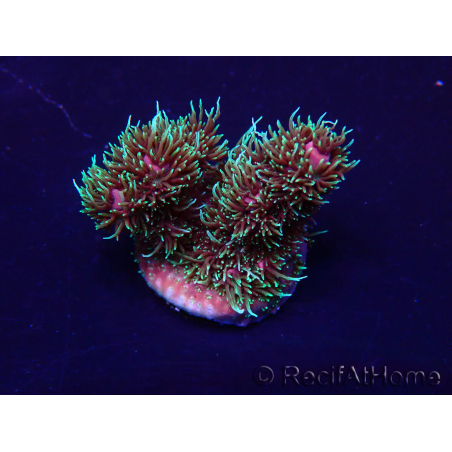 WYSIWYG Acropora milleporaMaricultura acclimatata a LED
