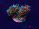 WYSIWYG Acropora millepora Mariculture acclimated LED