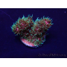 WYSIWYG Acropora millepora 15K4 Mariculture acclimaté led