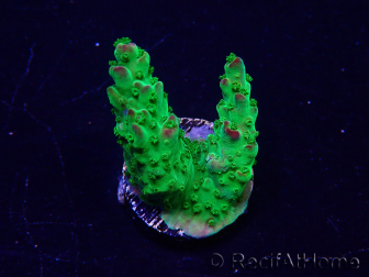 WYSIWYG Acropora millepora Maricultura acclimatato led