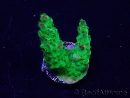 WYSIWYG Acropora millepora mariculture acclimated LED