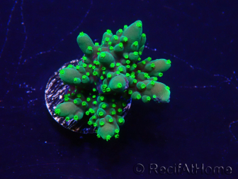 WYSIWYG Acropora acclimaté led
