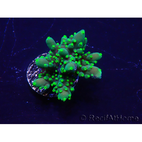 WYSIWYG Acropora acclimaté led