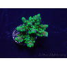 WYSIWYG Acropora akklimatisiert LED