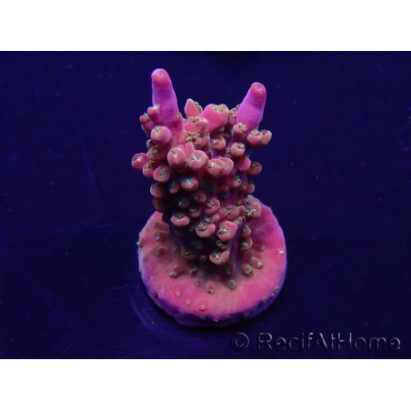 WYSIWYG Acropora 15K10 Mariculture acclimaté led