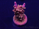 WYSIWYG Acropora Marikultur akklimatisiert LED