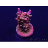 WYSIWYG Acropora 15K10 Mariculture acclimaté led