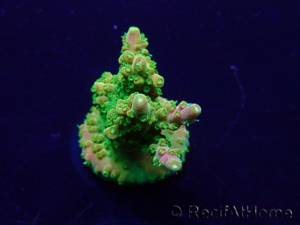 WYSIWYG Acropora Marikultur akklimatisiert LED