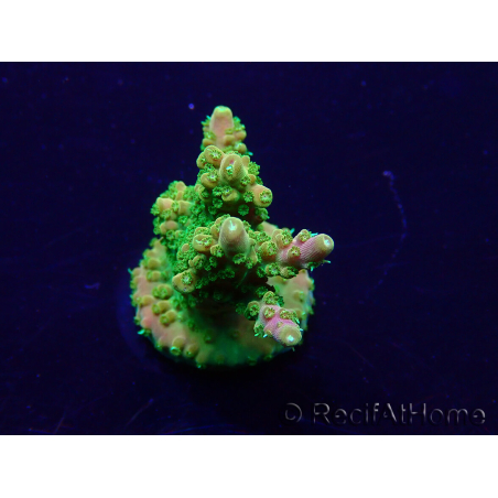 WYSIWYG Acropora Maricultuur geacclimatiseerd LED