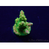 WYSIWYG Acropora Maricultura aclimatada LED
