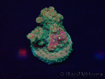 WYSIWYG Acropora 15L2 Mariculture acclimaté led