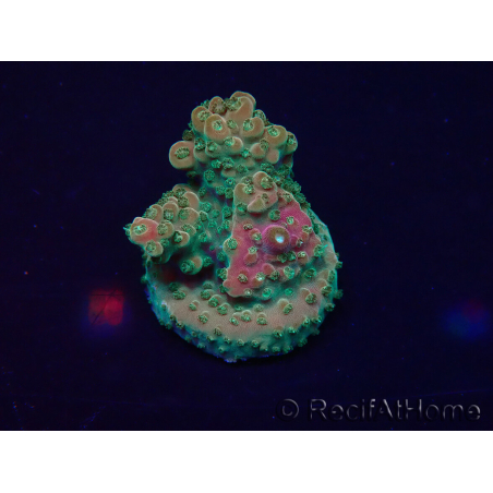 WYSIWYG Acropora 15L2 Mariculture acclimaté led