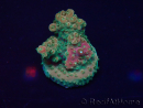 WYSIWYG Acropora Maricultura acclimatato led