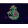 WYSIWYG Acropora Maricultura aclimatada led