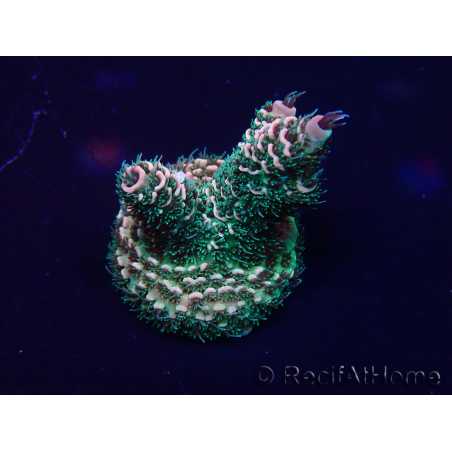 WYSIWYG Acropora millepora Mariculture acclimaté led