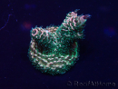 WYSIWYG Acroporamillepora 15L6 Mariculture acclimaté led